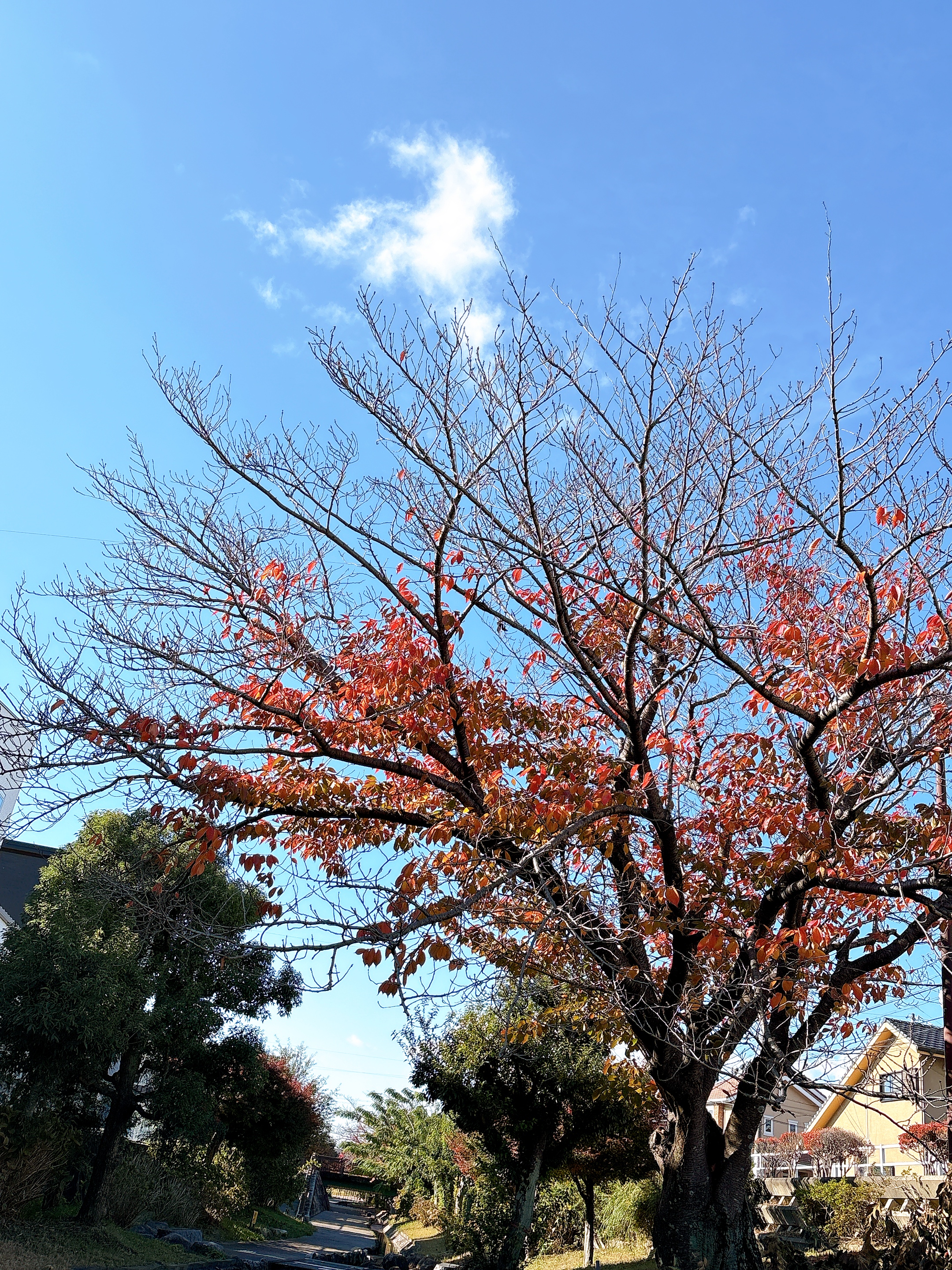 alt="年の終わりに広がる冬の青空と、赤く色づいた木々の風景"