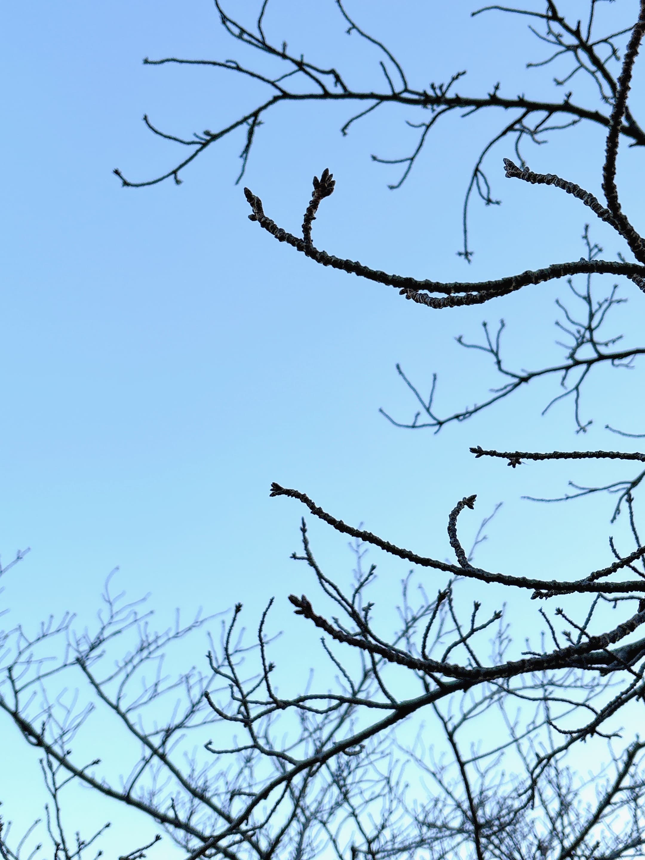 桜の枝先にふくらみ始めた蕾と淡い青空。咲く前の静かな時間を感じる風景。Cherry tree buds beginning to swell against a soft blue sky before blooming.