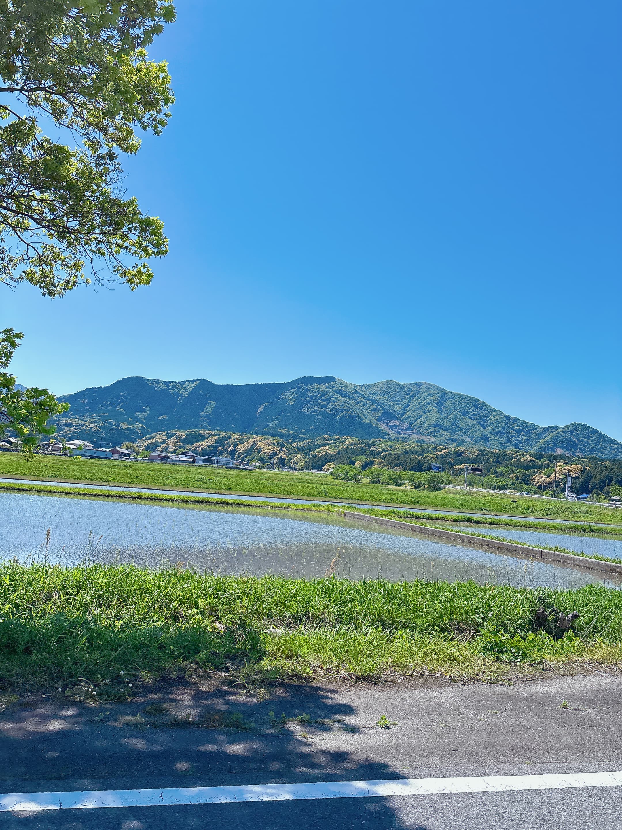 青空の下に広がる田んぼと山の風景。深呼吸したくなるような、静かな春の景色。