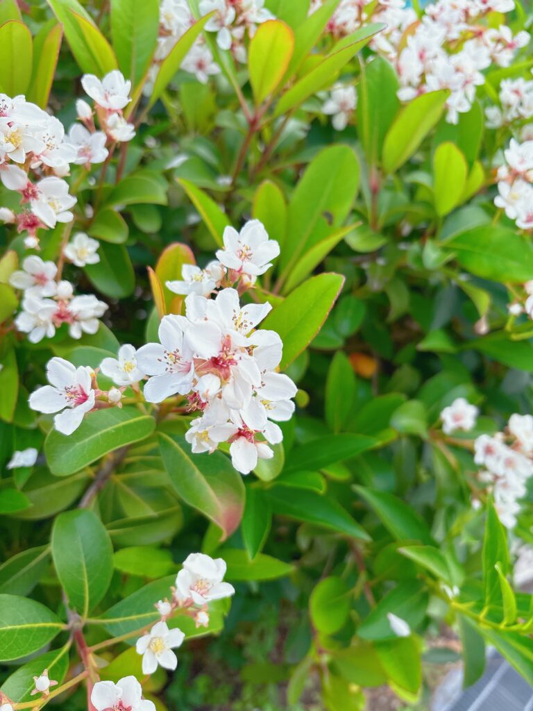 小さな白い花が咲く春の風景。やわらかな緑の中に、静かな季節の気配を感じる一枚。