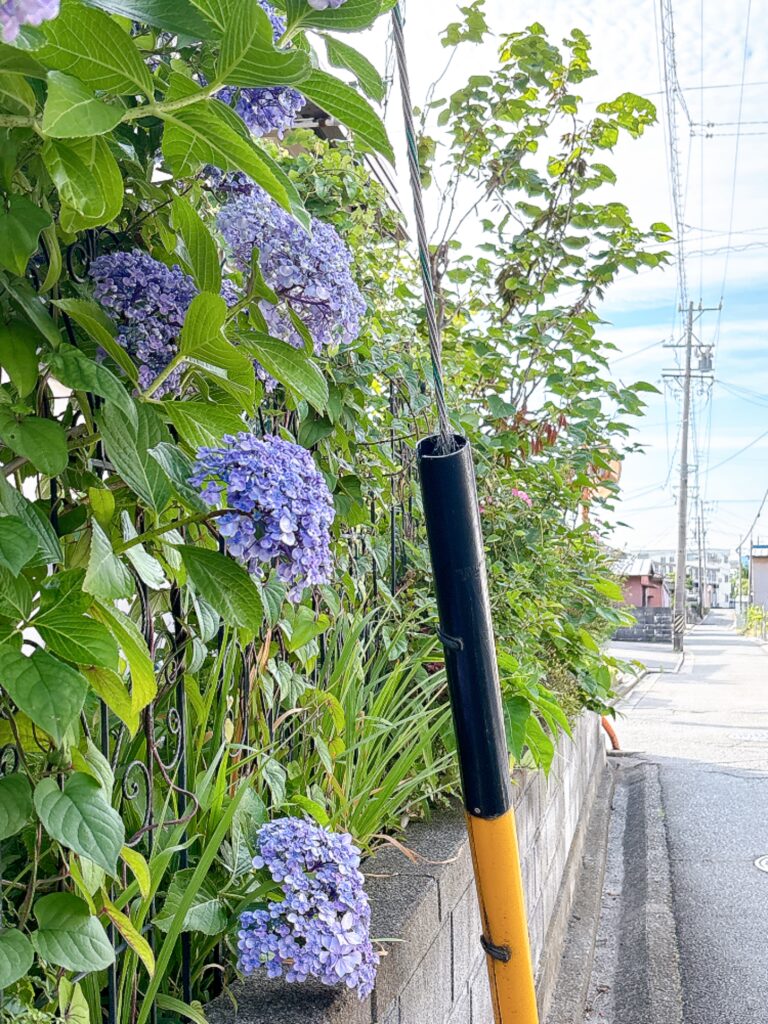 朝のウォーキングで見つけた紫陽花の咲く小道。住宅街の路地に青紫色の紫陽花が並び、ラベンダーヒルの原風景を思わせる静かな景色。